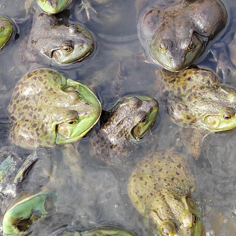 中国长寿之乡广西贺州这里牛蛙用生物菌治病，防病的，