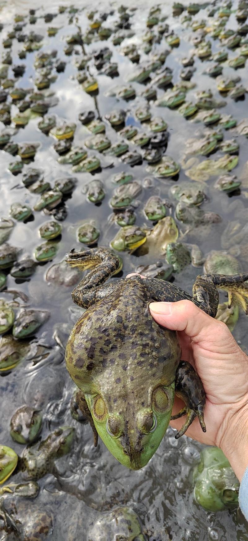 中国长寿之乡广西贺州这里牛蛙用生物菌治病，防病的，