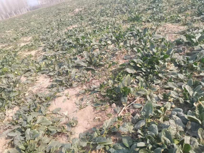 展示菠菜黑根病在田间的典型症状,包括根部发黑和植株萎蔫 菠菜黑根病田间症状