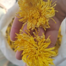菊花，金丝皇菊，炕干，颜色漂亮，产地大货