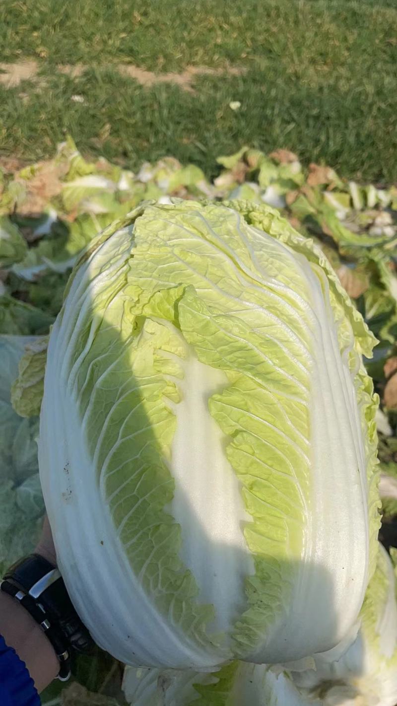 黄心大白菜湖北产地直发，价格便宜，质量好，欢迎咨询