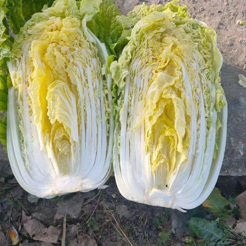 黄心大白菜湖北产地直发，价格便宜，质量好，欢迎咨询