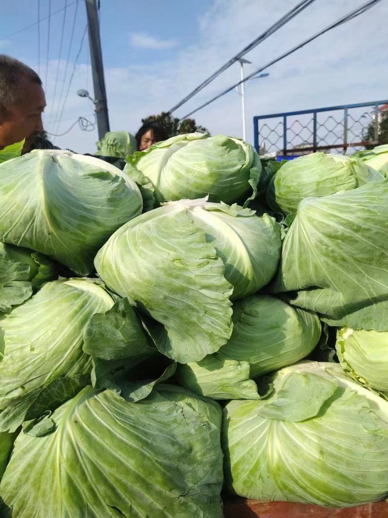 黄心大白菜湖北产地直发，价格便宜，质量好，欢迎咨询