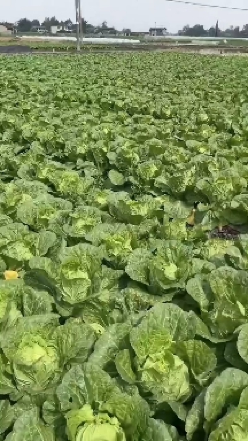 黄心大白菜湖北产地直发，价格便宜，质量好，欢迎咨询