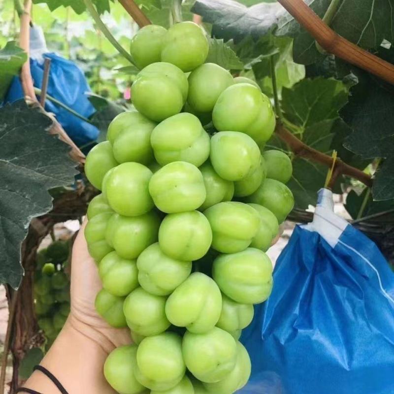 新品种浪漫红颜葡萄树苖葡萄苗南北方种植盆栽地栽带土带叶发