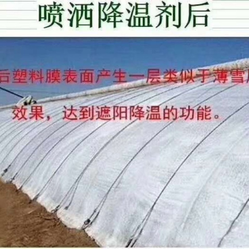 大棚降温剂进口贝贝荷兰技术为农中韩合资降温涂料