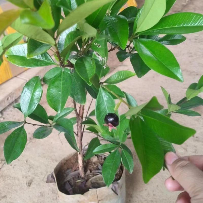 巴西樱桃苗南北方果树苗适合盆栽地栽树苗甜樱桃树苗广西发货