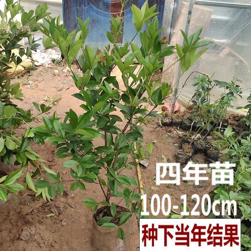 巴西樱桃苗南北方果树苗适合盆栽地栽树苗甜樱桃树苗广西发货