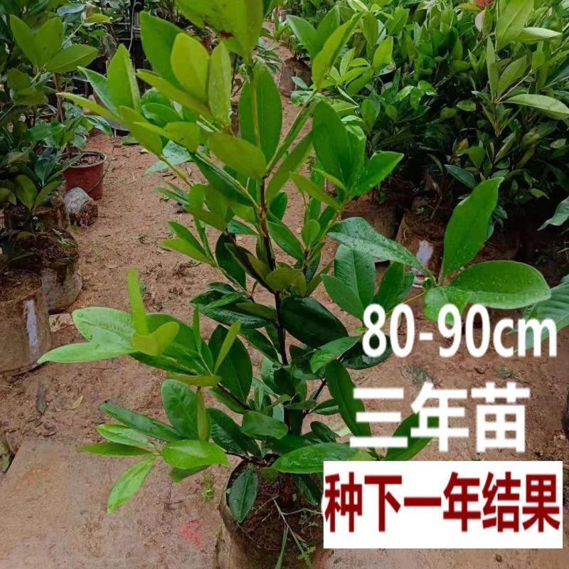 巴西樱桃苗南北方果树苗适合盆栽地栽树苗甜樱桃树苗广西发货