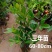 巴西樱桃苗南北方果树苗适合盆栽地栽树苗甜樱桃树苗广西发货