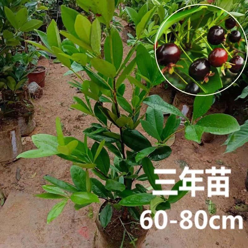 巴西樱桃苗南北方果树苗适合盆栽地栽树苗甜樱桃树苗广西发货