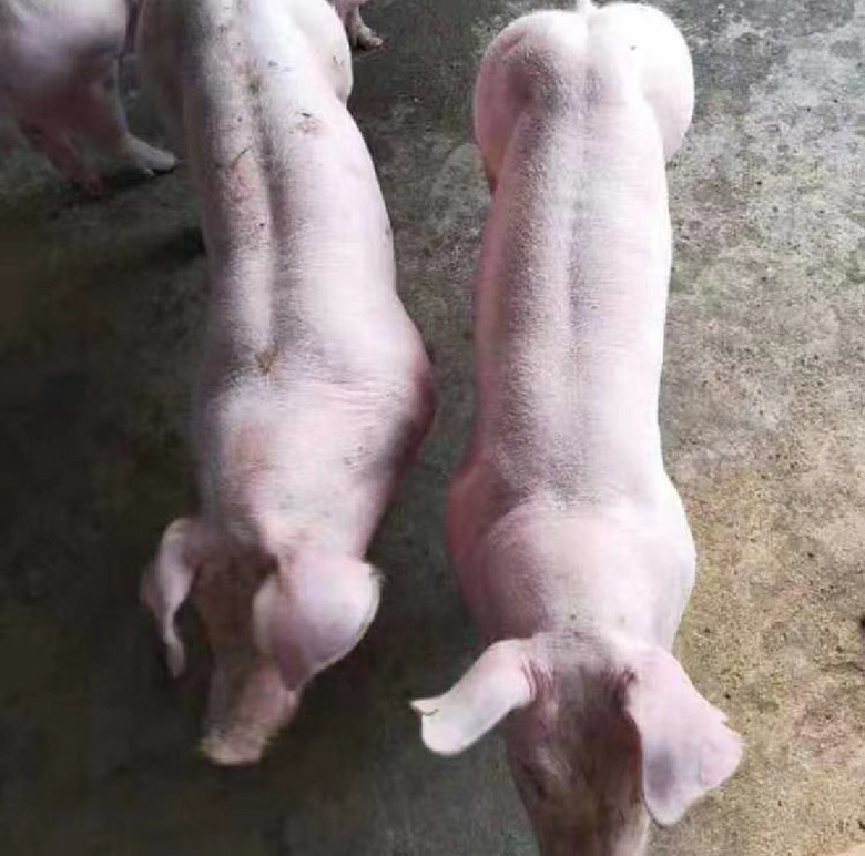 平贝母与浙贝母的外观对比