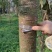 四川成都出桂花，樱花，皂角树，二十公分以上