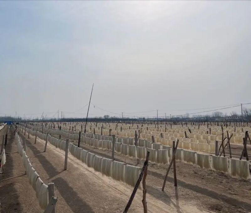 山东菏泽山药粉条厂家直发一手货源批发品质保证价格美丽