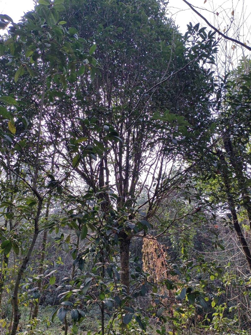 四川成都出皂角树，樱花，桂花，绿化树木，