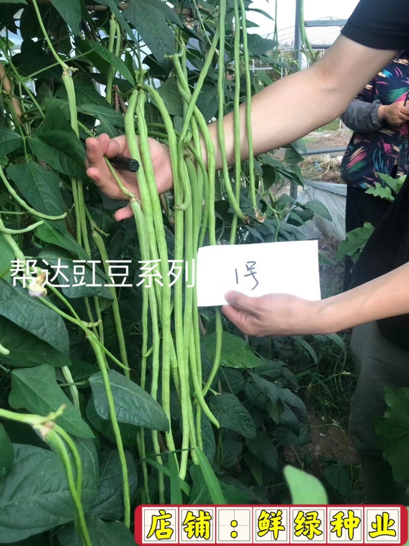 帮达菜农王春夏秋兼用优质抗病高产耐高温无鼠尾
