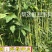 帮达菜农王春夏秋兼用优质抗病高产耐高温无鼠尾
