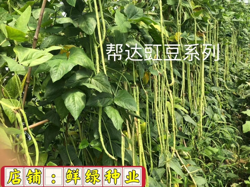 帮达菜农王春夏秋兼用优质抗病高产耐高温无鼠尾