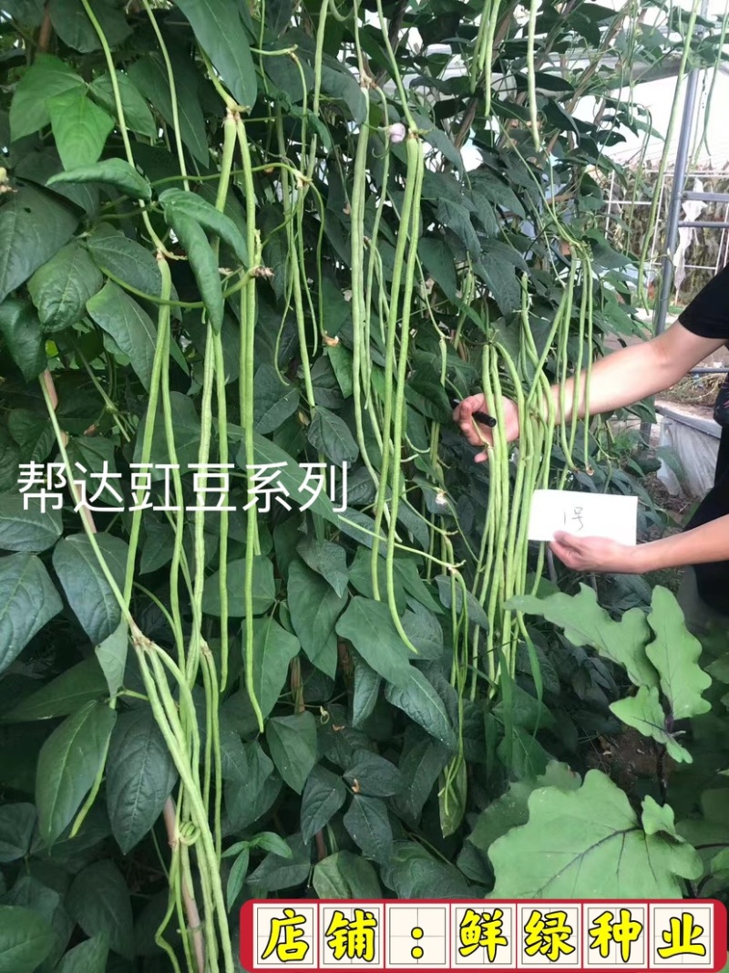 帮达菜农王春夏秋兼用优质抗病高产耐高温无鼠尾
