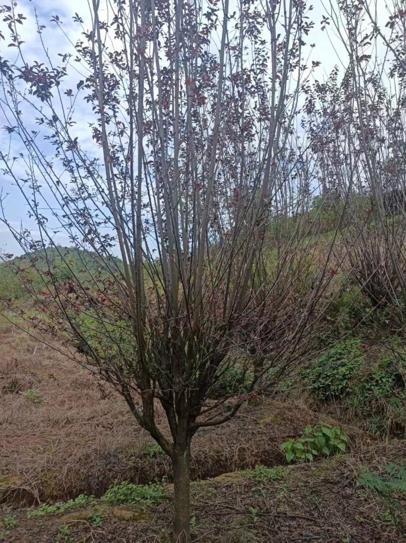 【红叶李】浙江萧山绿化苗基地货源/规格多样/量大从优