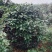【美人茶】浙江萧山绿化苗基地货源/规格多样/量大从优