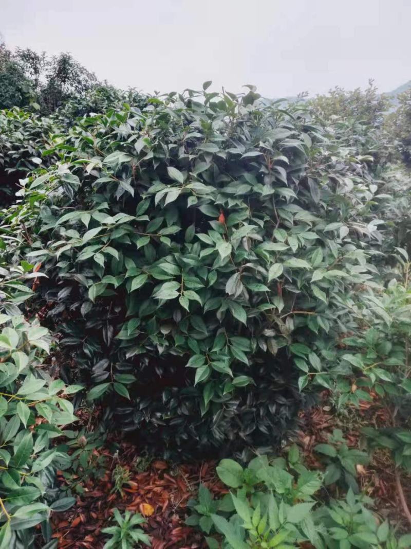 【美人茶】浙江萧山绿化苗基地货源/规格多样/量大从优