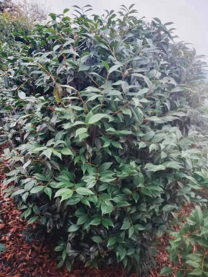 【美人茶】浙江萧山绿化苗基地货源/规格多样/量大从优