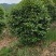 【美人茶】浙江萧山绿化苗基地货源/规格多样/量大从优