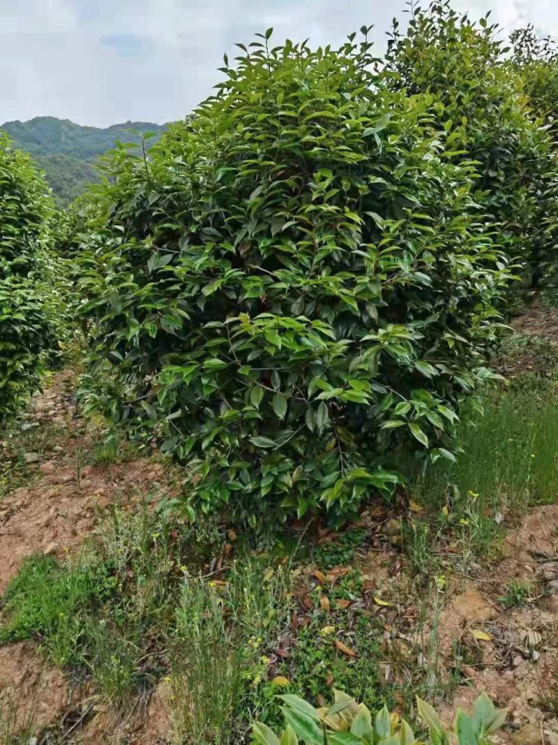 【美人茶】浙江萧山绿化苗基地货源/规格多样/量大从优