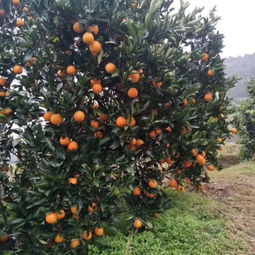 麻阳冰糖橙，富平柿饼