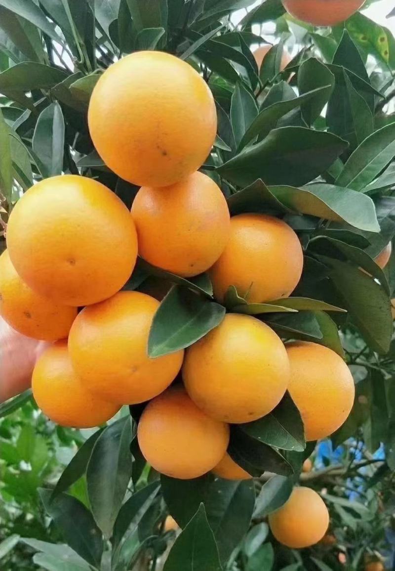 麻阳冰糖橙，富平柿饼