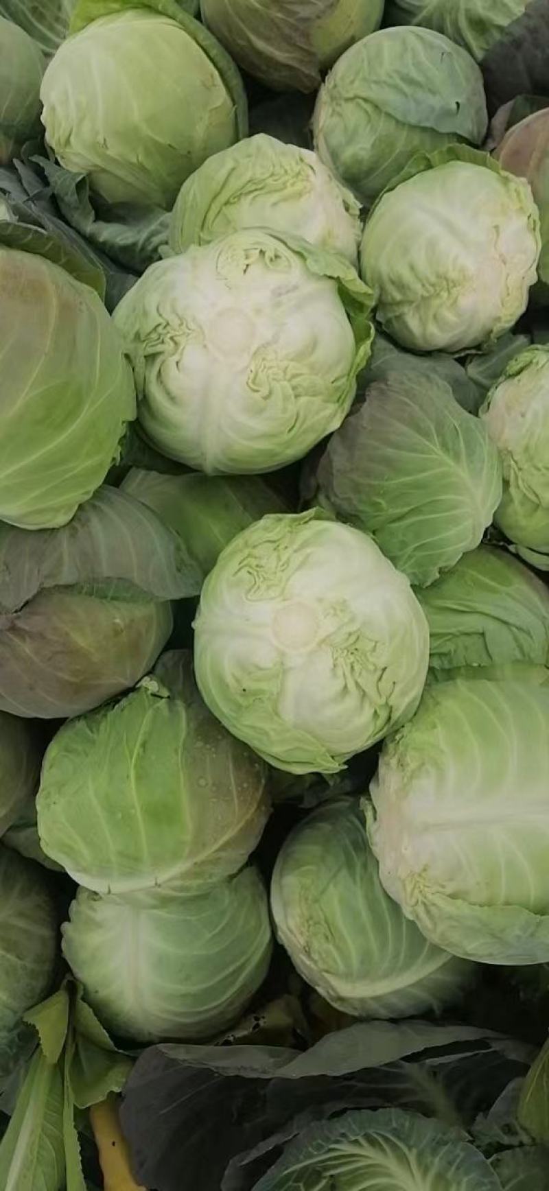 大量上市甘蓝金包