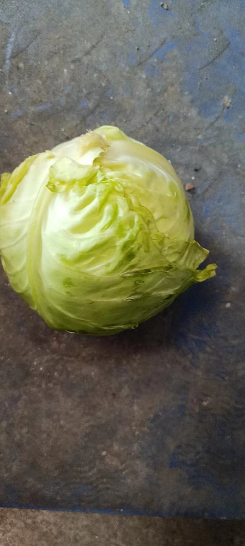大量上市甘蓝金包