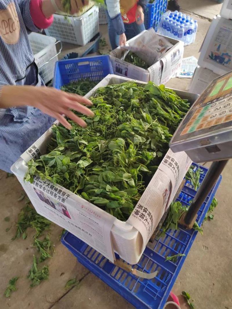 高原精品豌豆尖豌豆苗豆杯基地大量现货供应