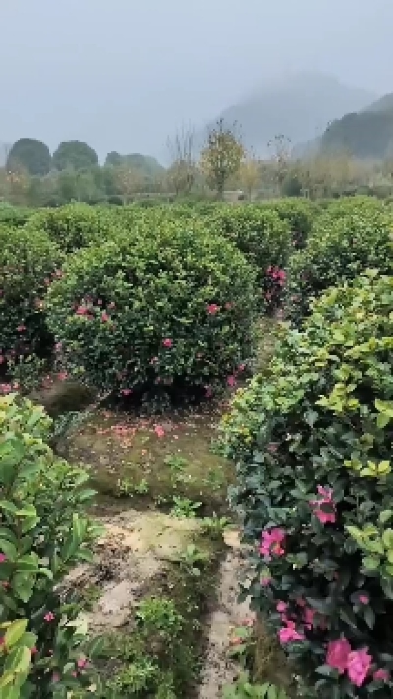 【茶梅球】浙江萧山绿化苗基地货源/规格多样/量大从优