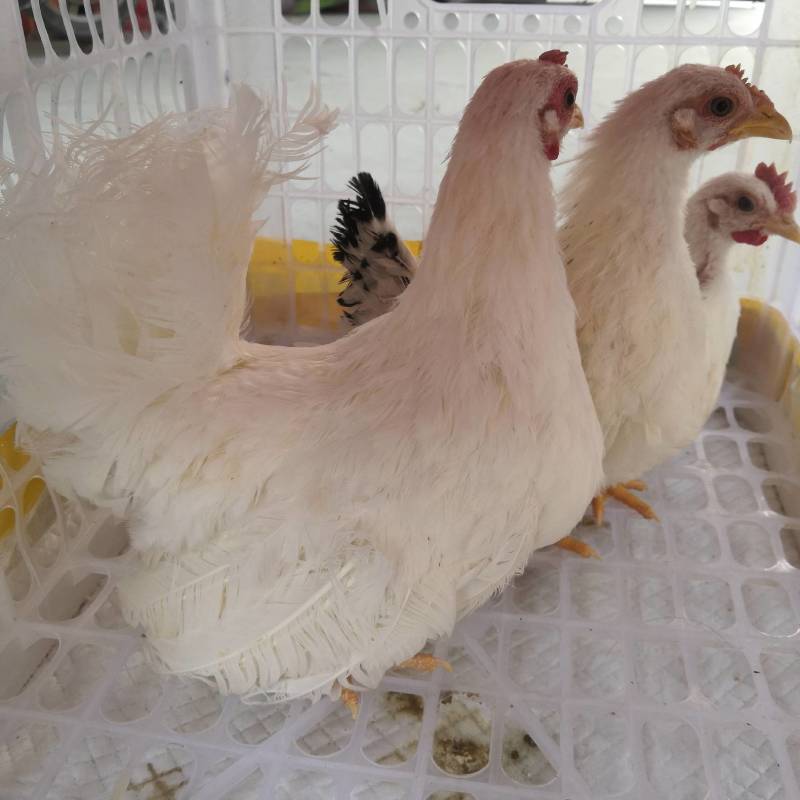 波澜鸡波澜鸡养殖波澜鸡种蛋
