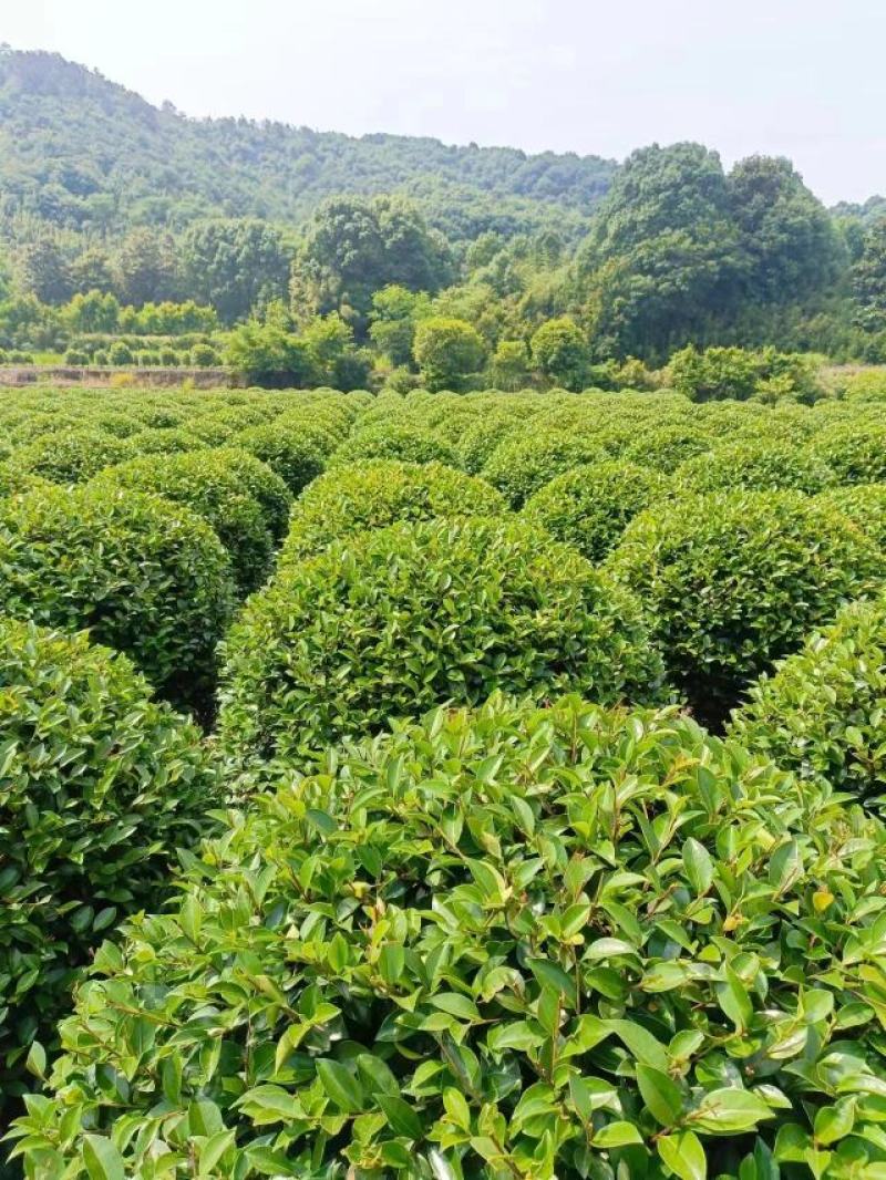 【茶梅球】浙江萧山绿化苗基地货源/规格多样/量大从优