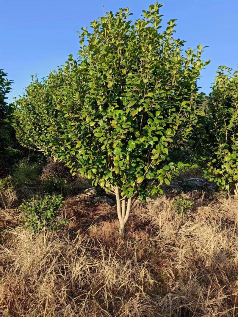 【茶花】浙江萧山绿化苗基地货源/规格多样/量大从优