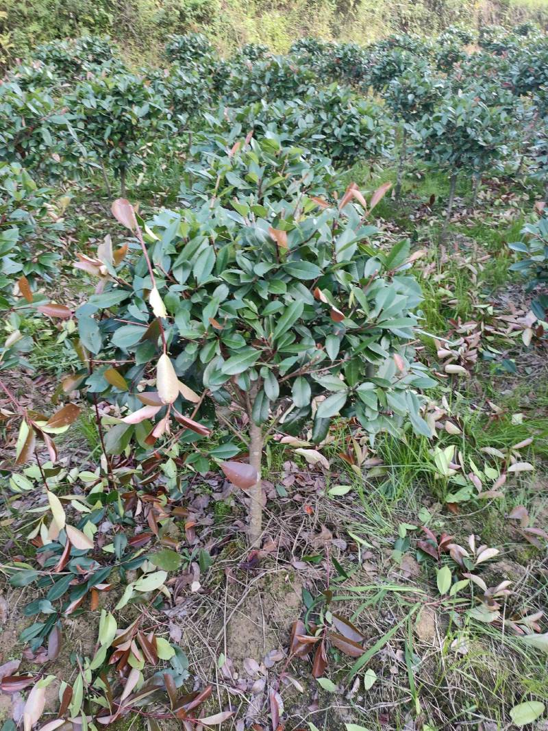 红叶石楠球分枝50/80