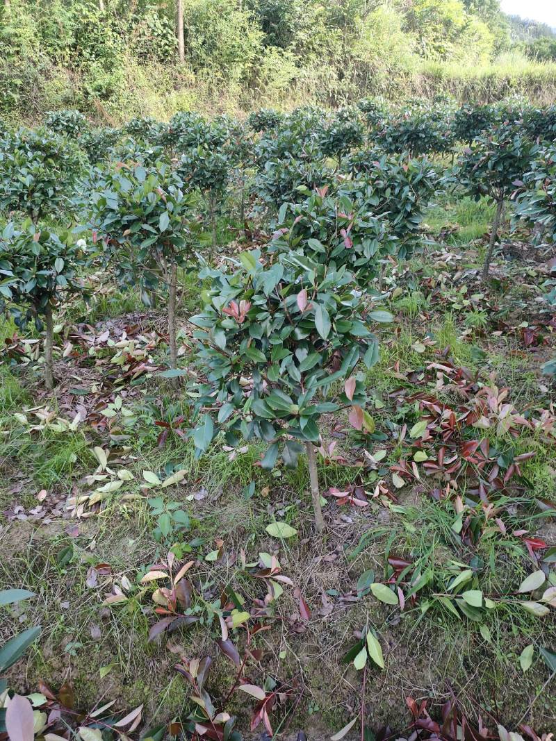红叶石楠球分枝50/80