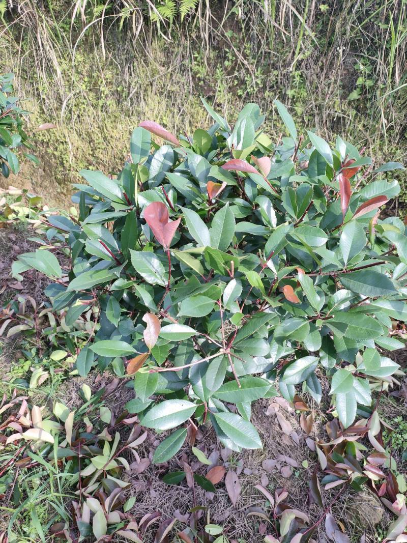 红叶石楠球分枝50/80