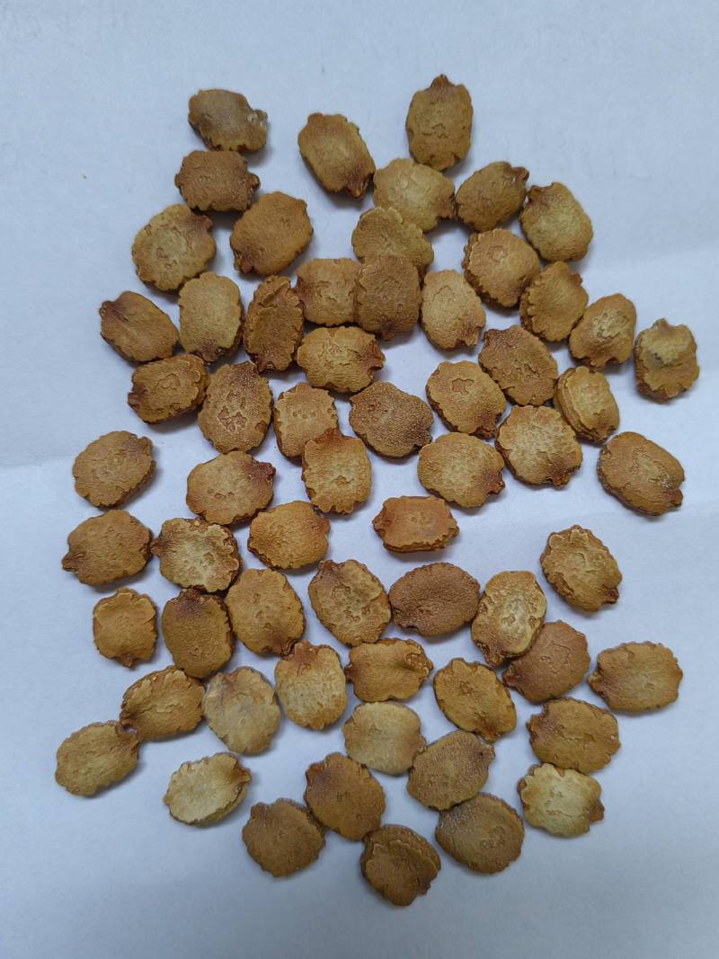 苹果苦瓜种子台湾生吃不苦甘甜水果白玉苦瓜水果种孑高产