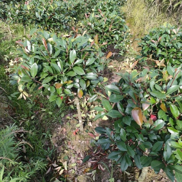 红叶石楠球分枝50/80