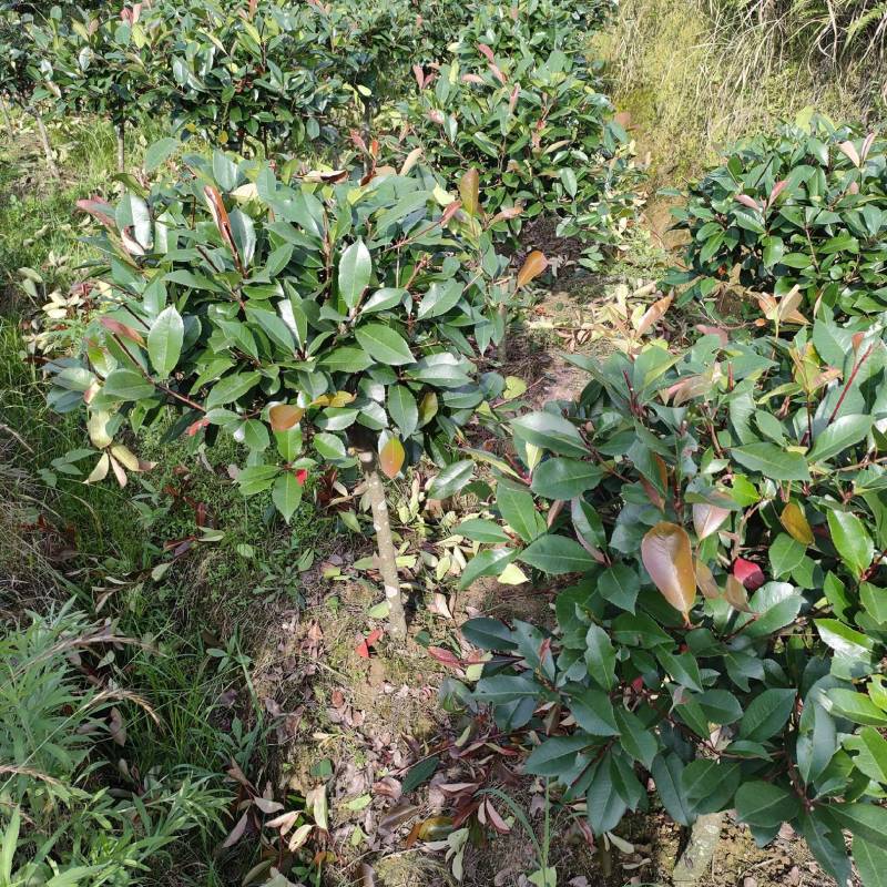 红叶石楠球分枝50/80