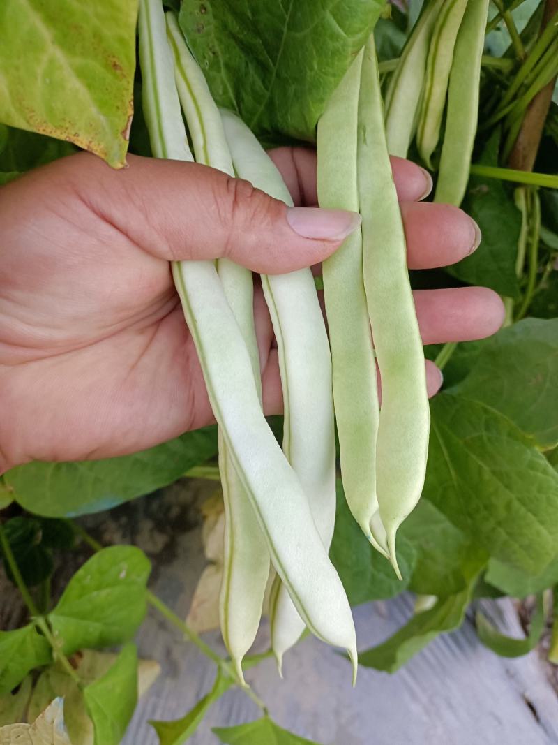 扁豆