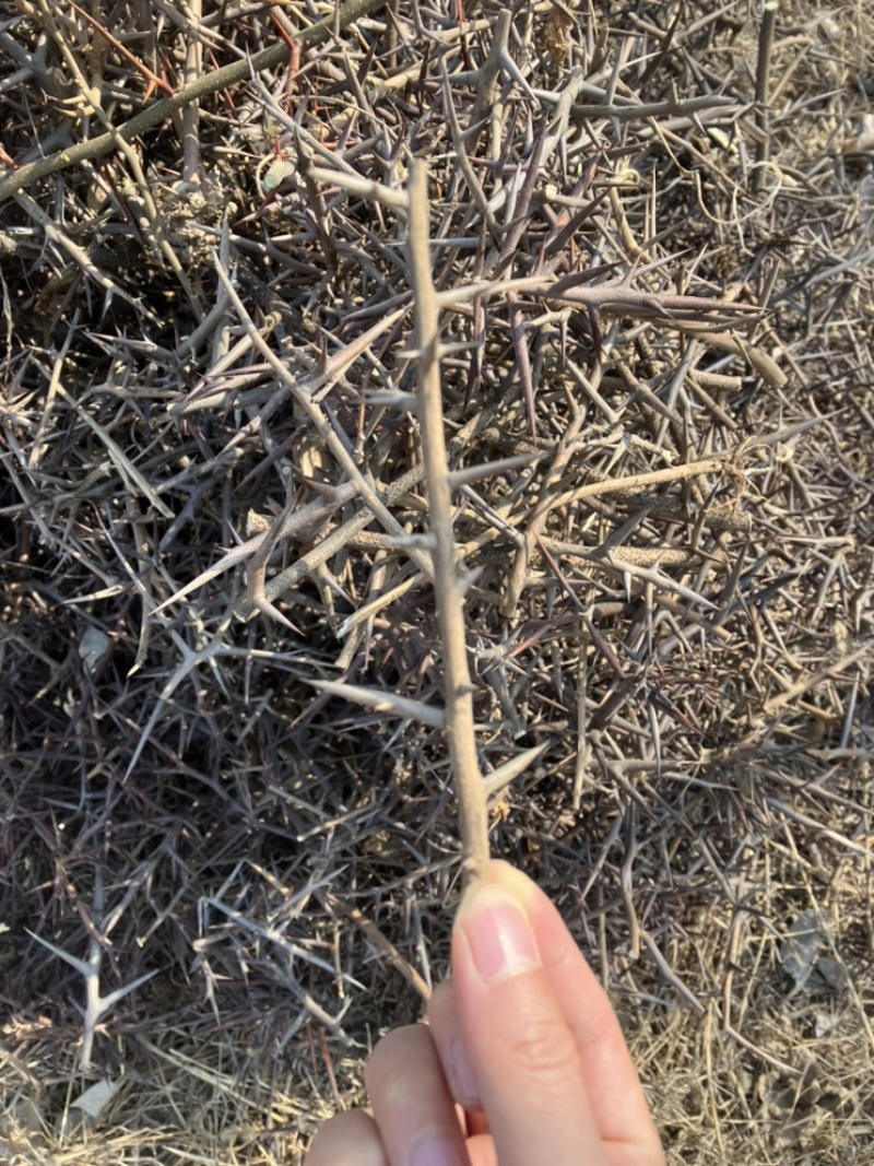 皂角刺现货当年的老家一位老爷爷家地里种的