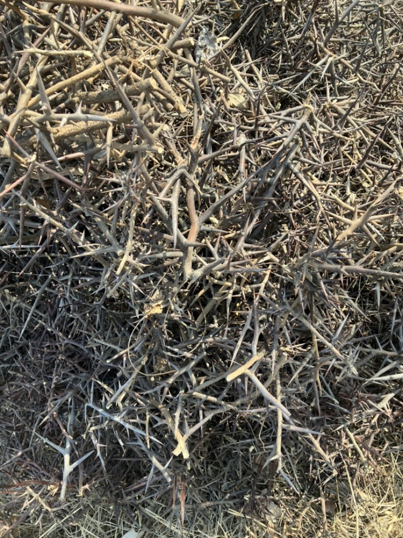 皂角刺现货当年的老家一位老爷爷家地里种的