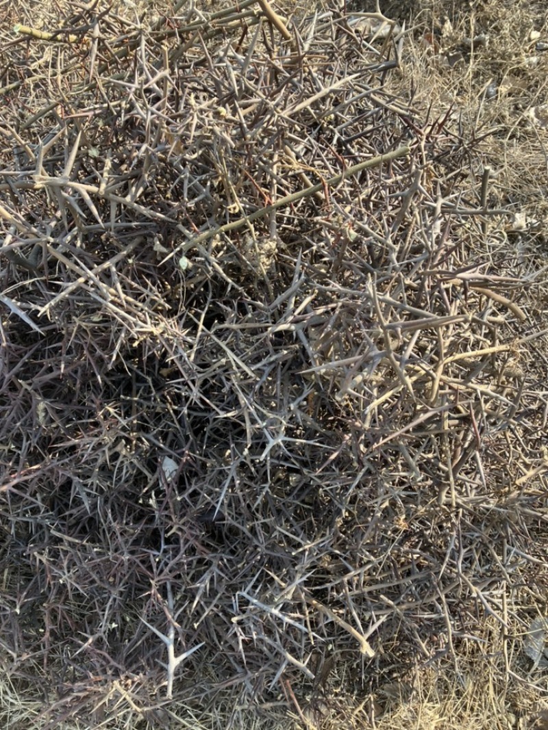 皂角刺现货当年的老家一位老爷爷家地里种的