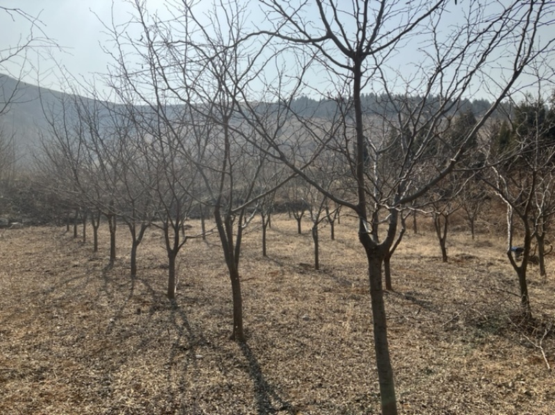 皂角刺现货当年的老家一位老爷爷家地里种的
