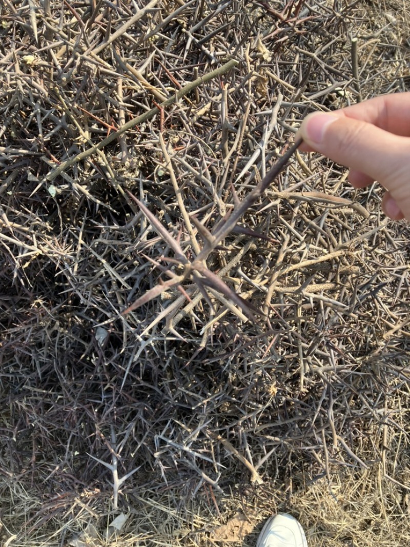 皂角刺现货当年的老家一位老爷爷家地里种的